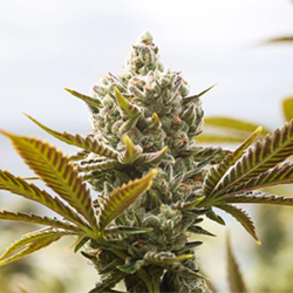 Panjshir Real Kush (Afghan Seed Connection) Regulérní