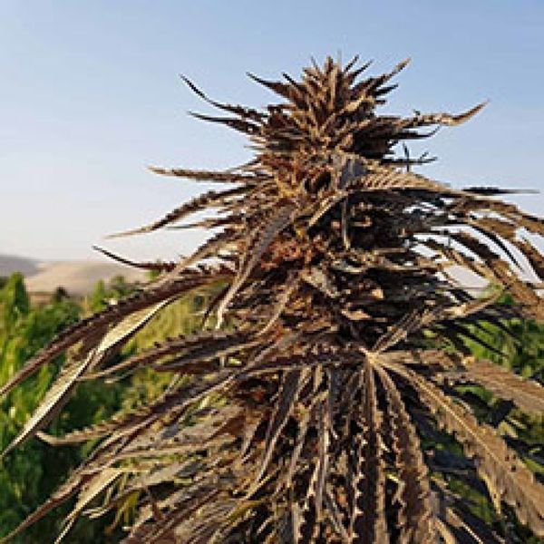 Kandahar (Afghan Seed Connection) regulérní