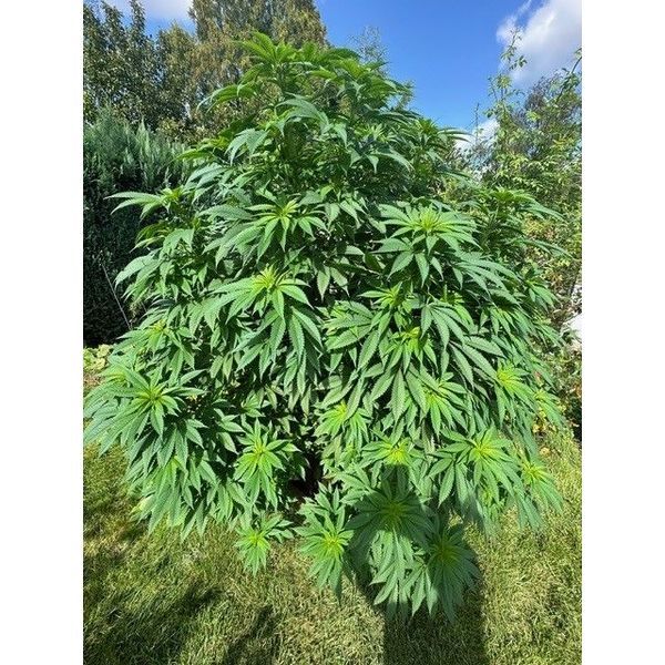 Logar (Afghan Seed Connection) Regulérní