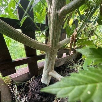 Logar (Afghan Seed Connection) Regulérní