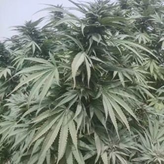 Nimruz (Afghan Seed Connection) regul&eacute;rn&iacute;