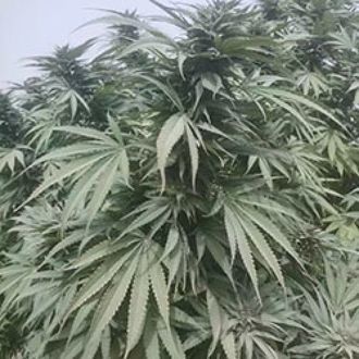 Nimruz (Afghan Seed Connection) regul&eacute;rn&iacute;