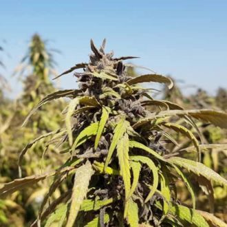 Bamiyan Buddha (Afghan Seed Connection) Regul&eacute;rn&iacute;