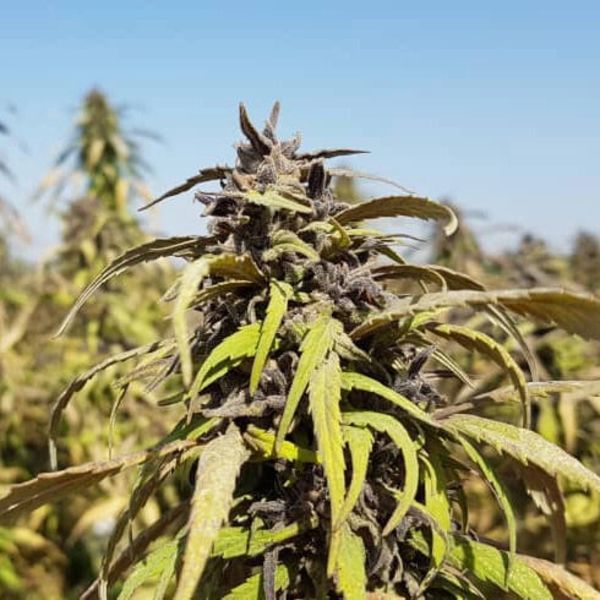 Bamiyan Buddha (Afghan Seed Connection) Regulérní