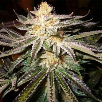 Kabul (Afghan Seed Connection) Regul&eacute;rn&iacute;