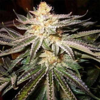 Kabul (Afghan Seed Connection) Regul&eacute;rn&iacute;