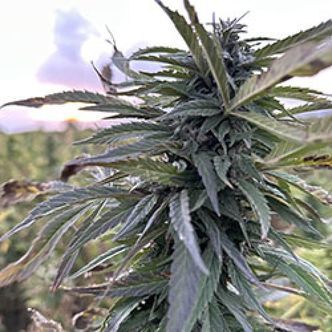 Helmand (Afghan Seed Connection) Regul&eacute;rn&iacute;