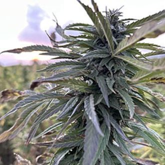 Helmand (Afghan Seed Connection) Regul&eacute;rn&iacute;