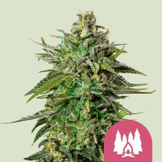 Larry OG (Royal Queen Seeds) feminizovan&aacute;