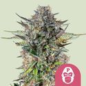Pink Gorilla (Royal Queen Seeds) feminizovaná