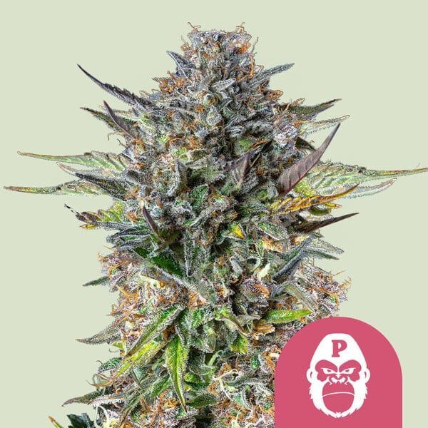 Pink Gorilla (Royal Queen Seeds) feminizovaná