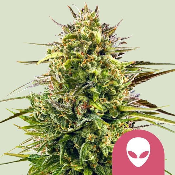 Alien OG (Royal Queen Seeds) feminizovaná