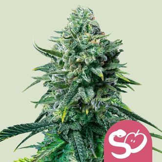 Forbidden Fruit (Royal Queen Seeds) feminizovan&aacute;