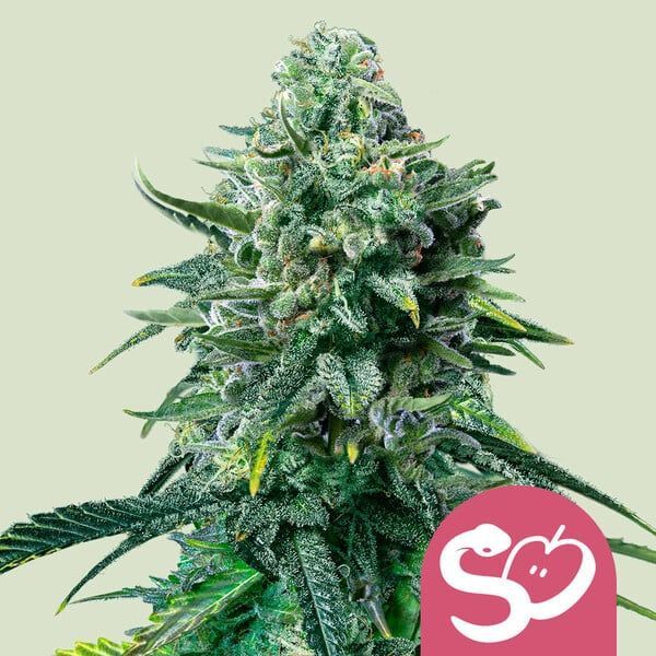 Forbidden Fruit (Royal Queen Seeds) feminizovaná