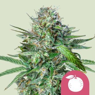 Tangie (Royal Queen Seeds) feminizovan&aacute;