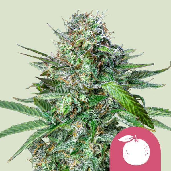 Tangie (Royal Queen Seeds) feminizovaná