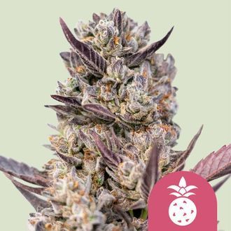 Tropicana Cookies Purple (Royal Queen Seeds) feminizovan&aacute;