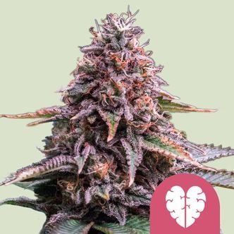 Pink Mist (Royal Queen Seeds) feminizovan&aacute;