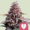 Pink Mist (Royal Queen Seeds) feminizovaná