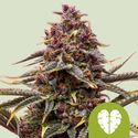 Pink Mist Samonakvétací (Royal Queen Seeds) feminizovaná
