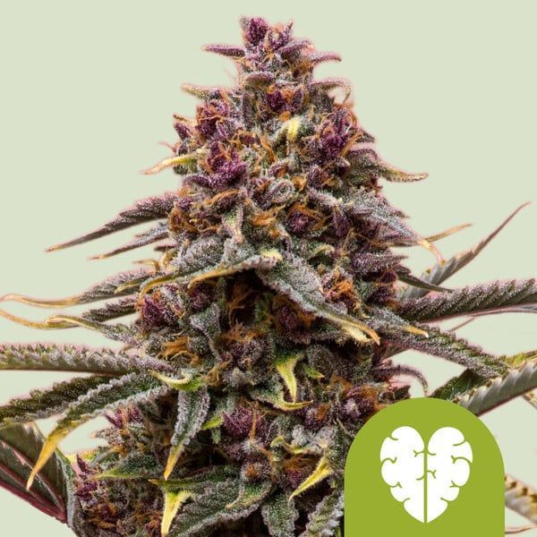 Pink Mist Samonakvétací (Royal Queen Seeds) feminizovaná