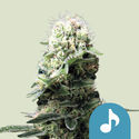 Dance World (Royal Queen Seeds) feminizovaná