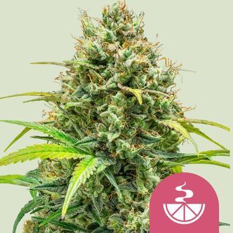 Lemon Skunk (Royal Queen Seeds) feminizovan&aacute;