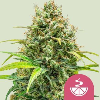 Lemon Skunk (Royal Queen Seeds) feminizovan&aacute;