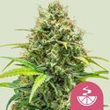 Lemon Skunk (Royal Queen Seeds) feminizovaná