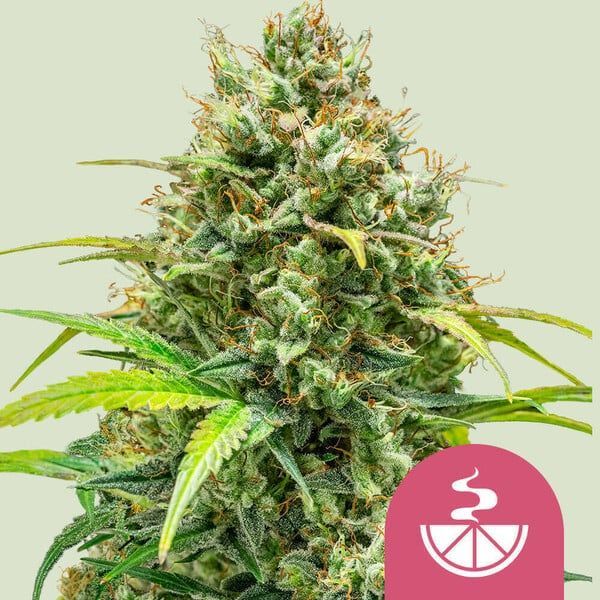 Lemon Skunk (Royal Queen Seeds) feminizovaná