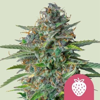 Strawberry Cough (Royal Queen Seeds) feminizovan&aacute;