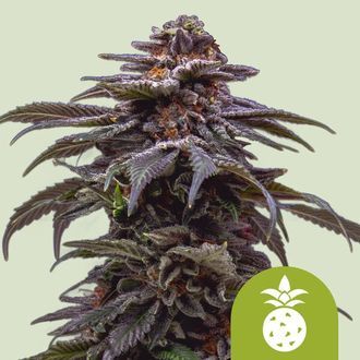 Tropicana Cookies Purple Samonakv&eacute;tac&iacute; (Royal Queen Seeds) feminizovan&aacute;
