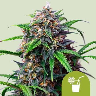 Purple Lemonade Samonakv&eacute;tac&iacute; (Royal Queen Seeds) feminizovan&aacute;