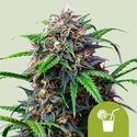 Purple Lemonade Samonakvétací (Royal Queen Seeds) feminizovaná
