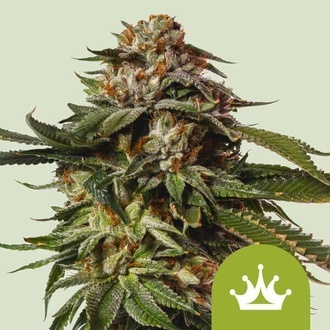 Special Queen 1 Samonakv&eacute;tac&iacute; (Royal Queen Seeds) feminizovan&aacute;