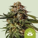Special Queen 1 Samonakvétací (Royal Queen Seeds) feminizovaná