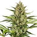 Jack Herer Samonakvétací (Sensi Seeds) feminizovaná
