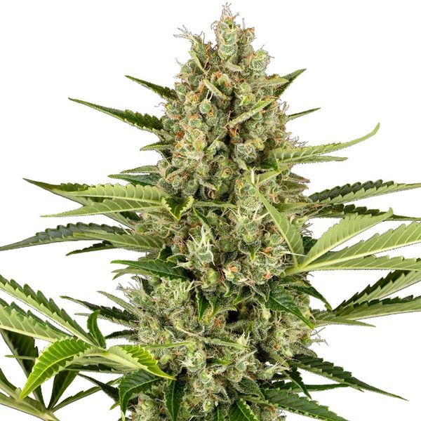 Jack Herer Samonakvétací (Sensi Seeds) feminizovaná