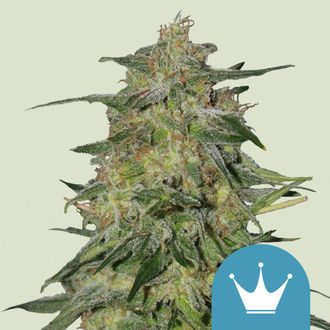 Royal Highness (Royal Queen Seeds) feminizovaná