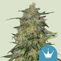 Royal Highness (Royal Queen Seeds) feminizovaná