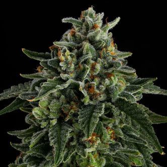 Jet Puft (Compound Genetics) feminizovan&aacute;