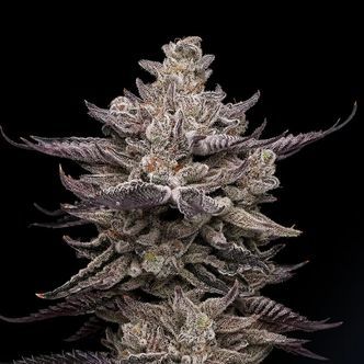 El Valle Haze (Compound Genetics) feminizovan&eacute;