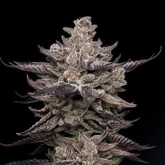 El Valle Haze (Compound Genetics) feminizovan&eacute;