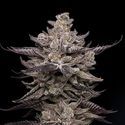 El Valle Haze (Compound Genetics) feminizované