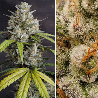 Auto Melonade Runtz (Dutch Passion) feminizovaná