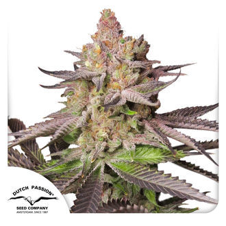 Melonade Runtz (Dutch Passion) feminizovan&aacute;