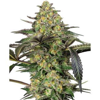 Grapevine Candy (Sensi Seeds) feminizovan&aacute;