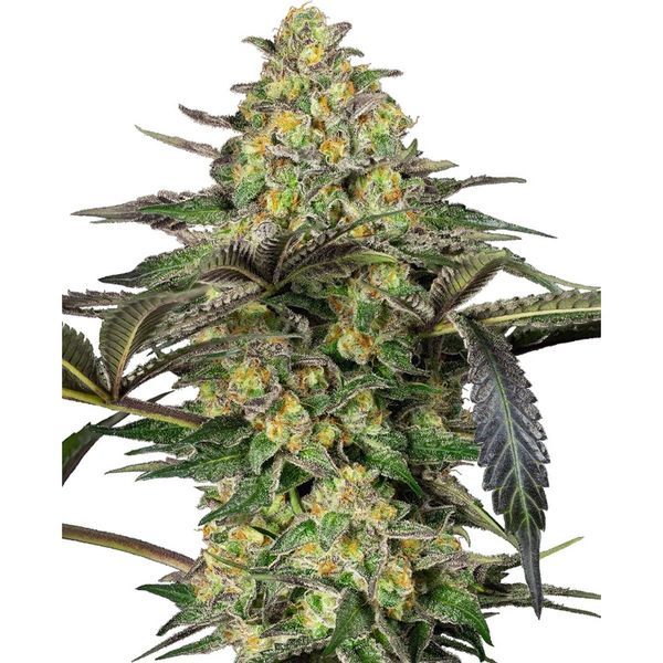 Grapevine Candy (Sensi Seeds) feminizovaná