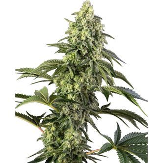 Cosmic Kiss (Sensi Seeds) feminizovan&aacute;