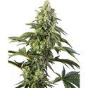 Cosmic Kiss (Sensi Seeds) feminizovaná